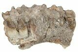 Oreodont (Merycoidodon) Jaw Section - South Dakota #254973-1
